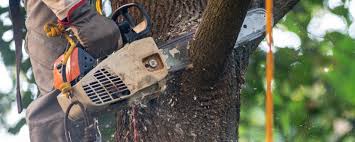 Best Tree Risk Assessment  in Jarrettsville, MD