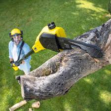 How Our Tree Care Process Works  in  Jarrettsville, MD
