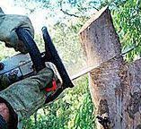 Best Tree Preservation Services  in Jarrettsville, MD
