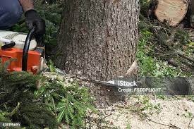 Best Tree Trimming and Pruning  in Jarrettsville, MD