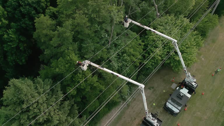 Best Hedge Trimming  in Jarrettsville, MD