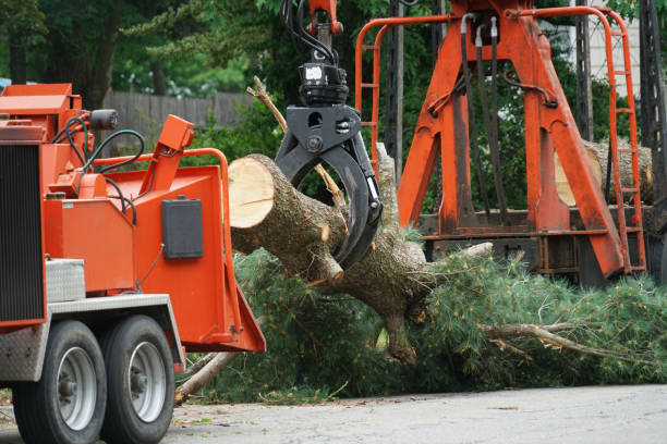 Best Arborist Consultation Services  in Jarrettsville, MD
