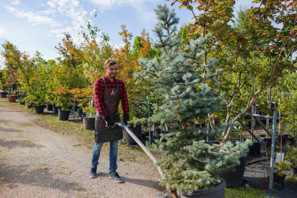 Best Tree Removal  in Jarrettsville, MD